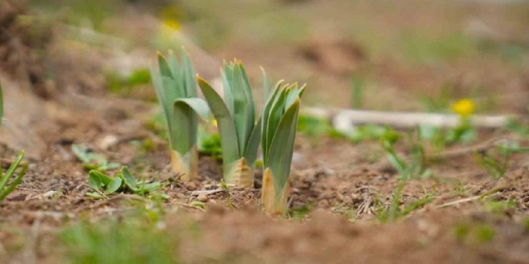 Tüccarlar kilosunu 50 TL’den alıyor: Köylünün geçim kaynağı haline geldi 7
